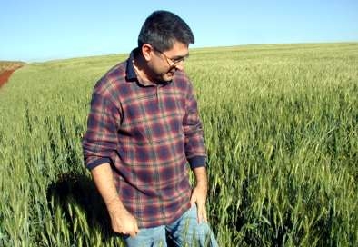 Henrique, da Verdes Trigos, inspeciona a produo da lavoura de trigo em Maring/PR - Foto: Alessandra Mercurio