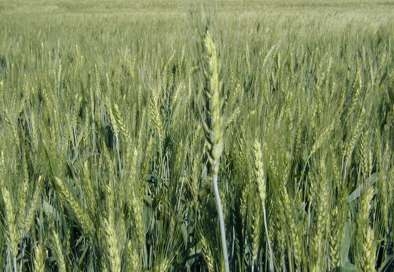 Uma espiga de trigo se destaca nos verdes trigais. Foto: Henrique Chagas